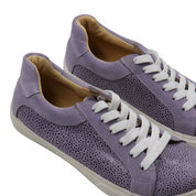 Olie grey point