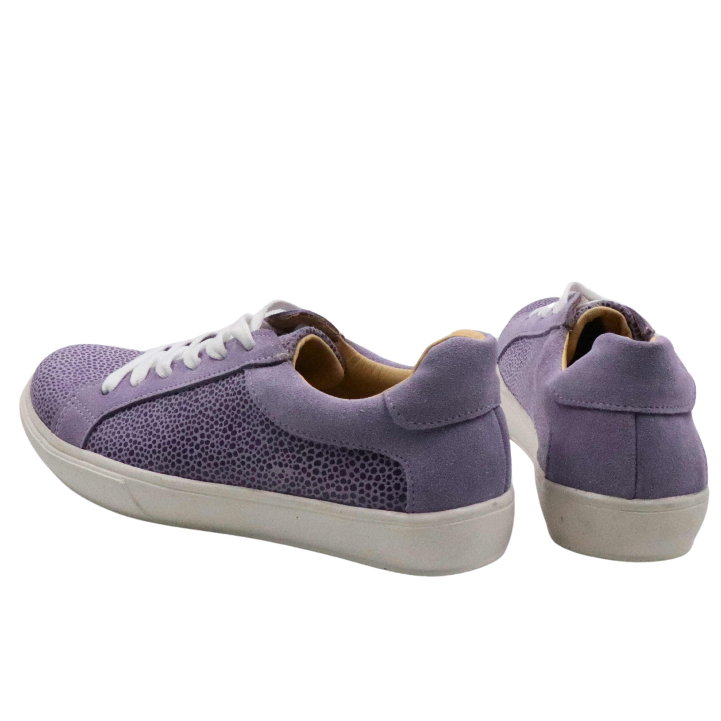 Olie grey point